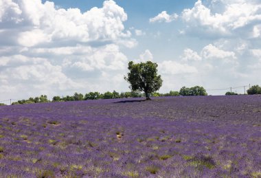 Valensole Platosu 'nda lavanta tarlalarıyla çevrili yalnız bir ağaç. Provence, Fransa.