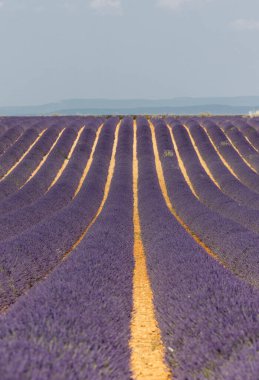 Valensole Platosu 'ndaki lavanta tarlaları. Provence, Fransa. 