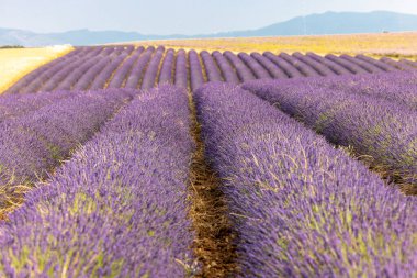 Valensole Platosu 'nda tahıl tarlaları, çiçek açan lavanta ve adaçayı. Provence, Fransa.