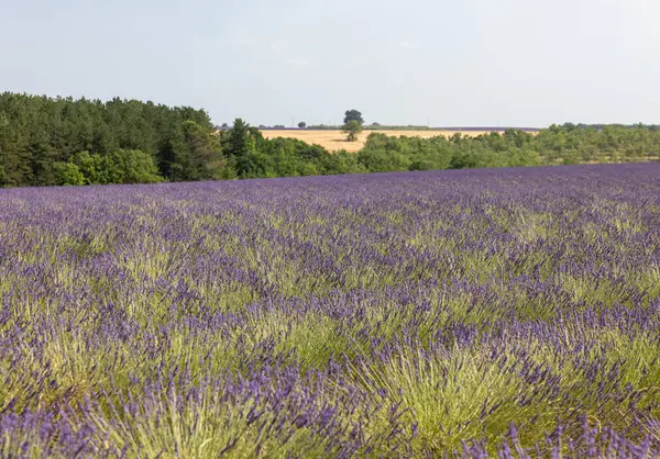 Valensole Platosu 'ndaki lavanta tarlaları. Provence, Fransa. 