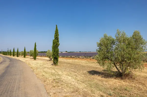 Valensole Platosu 'ndaki lavanta tarlaları boyunca selvi çiçekleri. Provence, Fransa.