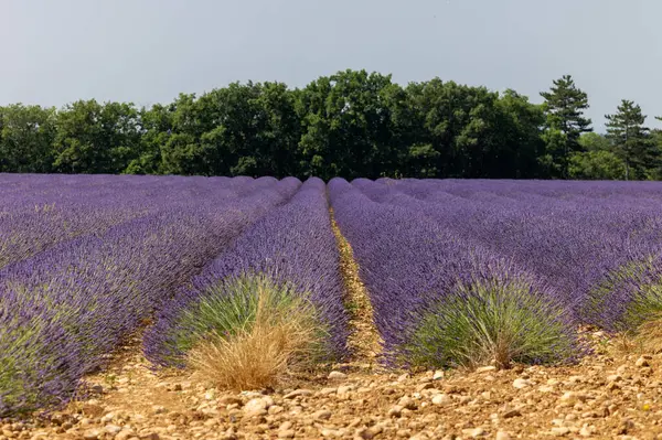 Valensole Platosu 'ndaki lavanta tarlaları. Provence, Fransa. 