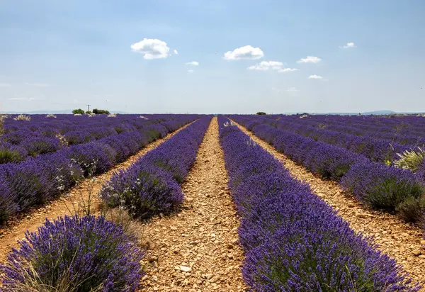Valensole Platosu 'ndaki lavanta tarlaları. Provence, Fransa. 