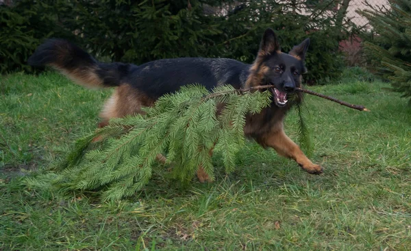 Play Dog German Sheppard Grass Garden — Fotografia de Stock