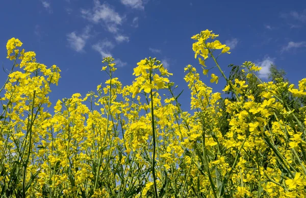 Rapeseed Fields Early Spring Poland Close View — Stock Photo, Image