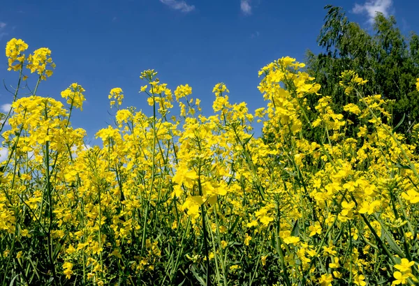Rapeseed Fields Early Spring Poland Close View — Stock Photo, Image