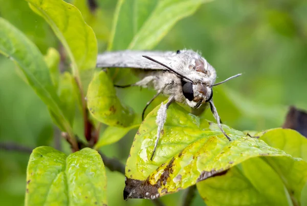 stock image moth on tree leaves macro portrait