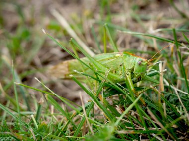 Çekirge güneşli bir sonbahar gününde çimlerin arasına gizlenmiş.