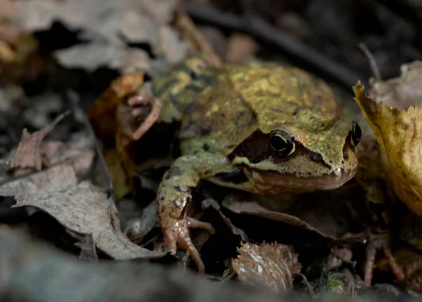 Forest Frog Its Natural Habitat Hidden Leaves — Stock Photo, Image