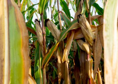 Mısır tarlası yakın görünüm