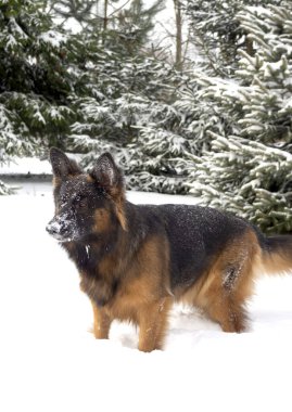 Köpek, Alman çoban köpeği karda oynuyor.