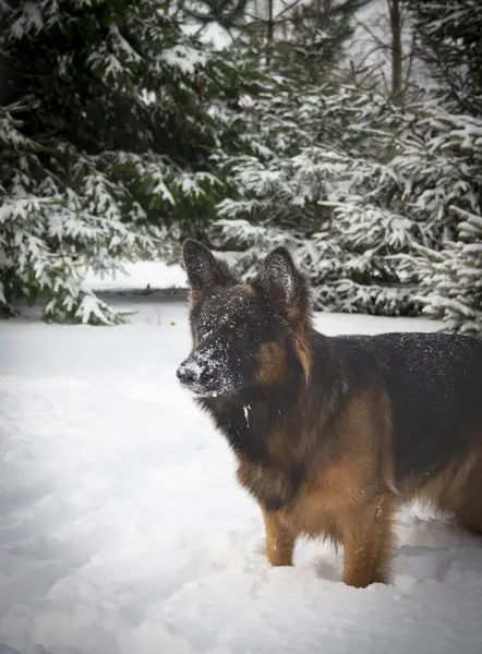 Собака Німецька Вівчарка Грає Снігу Ліцензійні Стокові Фото