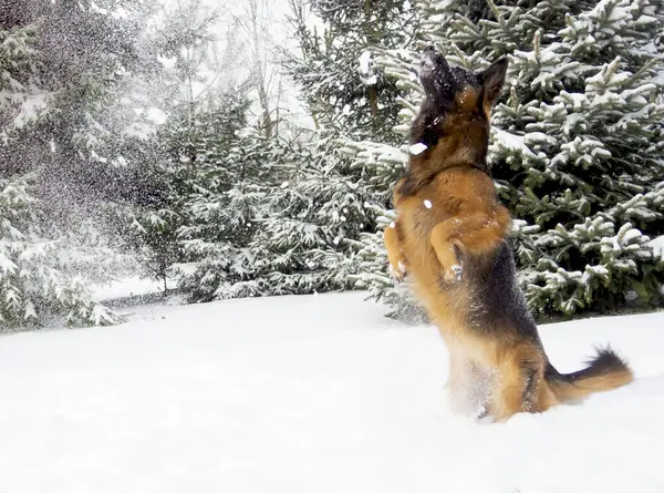 Собака Німецька Вівчарка Грає Снігу Стокове Зображення
