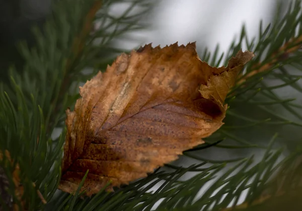 Christmas Tree Leaf Winter Time Stock Picture