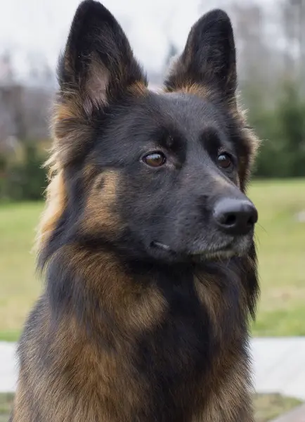 German Sheppart Portrait Spring Day Royalty Free Stock Images