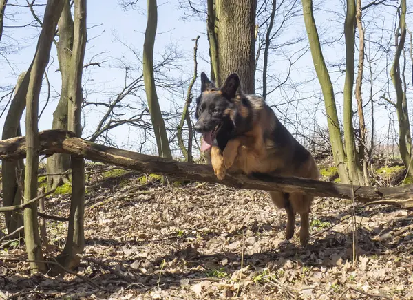 ドイツのシェパード犬は春の森への旅行中にジャンプして走ります — ストック写真