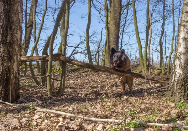 Schäferhund Springt Und Rennt Bei Ausflug Den Frühlingswald lizenzfreie Stockfotos