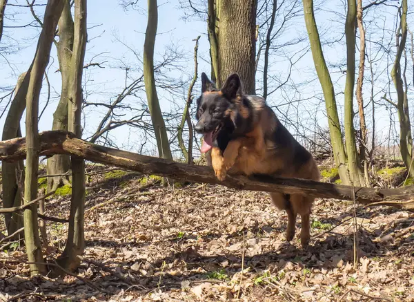 Alman Çoban Köpeği Bahar Ormanlarına Giderken Atlayıp Kaçıyor Telifsiz Stok Imajlar