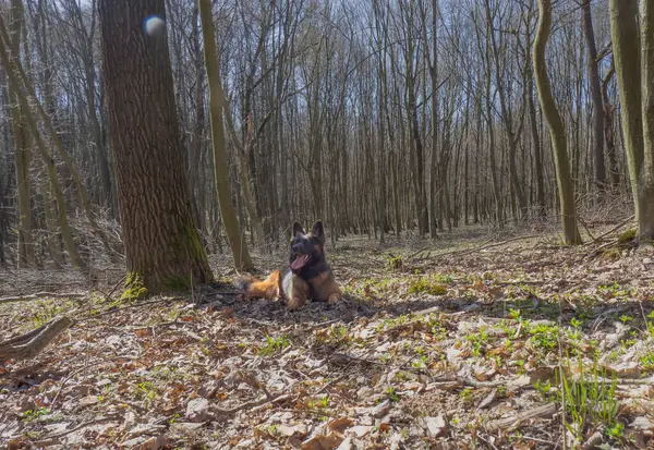 German Shepherd Dog Jumps Runs Trip Spring Forest Royalty Free Stock Photos