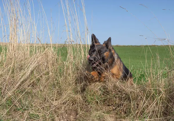 Alman Çoban Köpeği Bahar Ormanlarına Giderken Atlayıp Kaçıyor - Stok İmaj