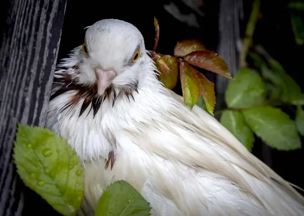 White Purebred Pigeon Took Shelter Rain Storm Royalty Free Stock Photos