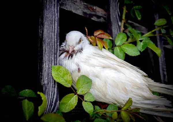 White Purebred Pigeon Took Shelter Rain Storm Stock Photo