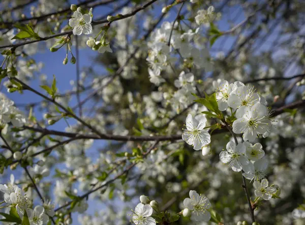 Bahar zamanı bahçesinde çiçek açan elma ağacı