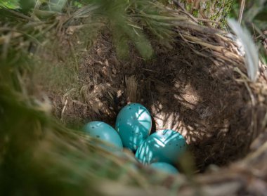 Yumurtalar ve yavrular yuvada, ardıç kuşu, sallanan kuyruk, bülbül, karatavuk, kuş