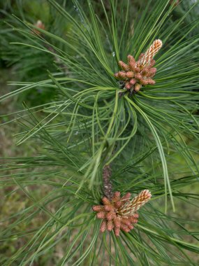 Çam kozalağı, makro çekim, yakın çekim