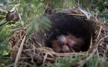Yumurtalar ve yavrular yuvada, ardıç kuşu, sallanan kuyruk, bülbül, karatavuk, kuş