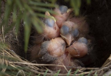 Yumurtalar ve yavrular yuvada, ardıç kuşu, sallanan kuyruk, bülbül, karatavuk, kuş