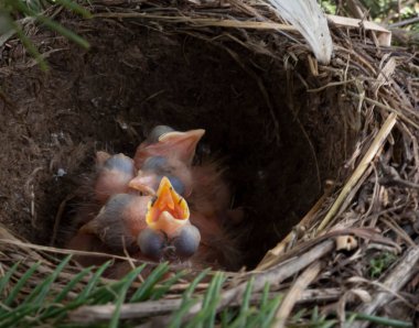 Yumurtalar ve yavrular yuvada, ardıç kuşu, sallanan kuyruk, bülbül, karatavuk, kuş