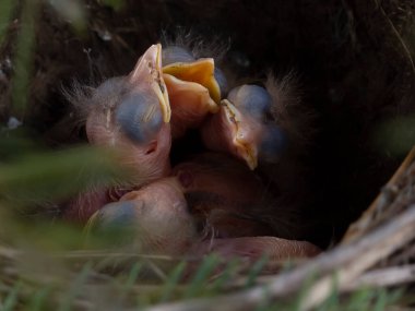 Yumurtalar ve yavrular yuvada, ardıç kuşu, sallanan kuyruk, bülbül, karatavuk, kuş