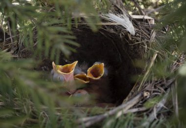 Yumurtalar ve yavrular yuvada, ardıç kuşu, sallanan kuyruk, bülbül, karatavuk, kuş