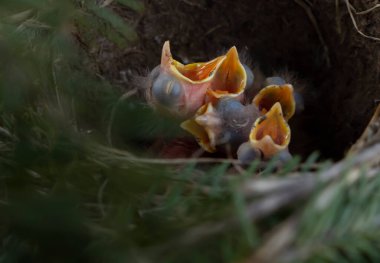 Yumurtalar ve yavrular yuvada, ardıç kuşu, sallanan kuyruk, bülbül, karatavuk, kuş