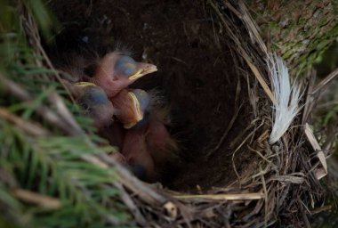 Yumurtalar ve yavrular yuvada, ardıç kuşu, sallanan kuyruk, bülbül, karatavuk, kuş
