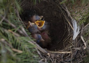 Yumurtalar ve yavrular yuvada, ardıç kuşu, sallanan kuyruk, bülbül, karatavuk, kuş