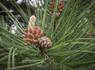 Çam kozalağı, makro çekim, yakın çekim