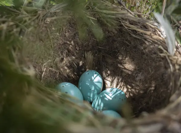 Yumurtalar ve yavrular yuvada, ardıç kuşu, sallanan kuyruk, bülbül, karatavuk, kuş