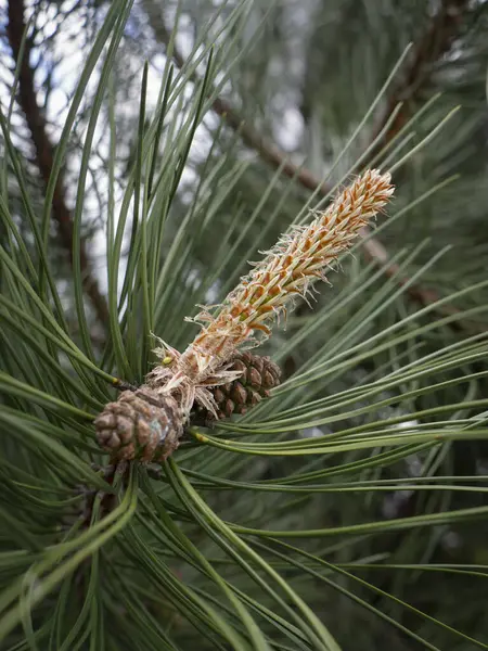 Çam kozalağı, makro çekim, yakın çekim