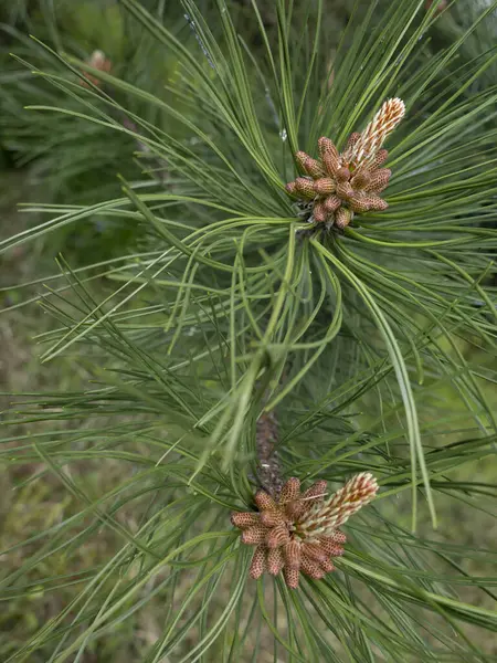 Çam kozalağı, makro çekim, yakın çekim
