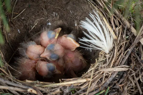 Yumurtalar ve yavrular yuvada, ardıç kuşu, sallanan kuyruk, bülbül, karatavuk, kuş