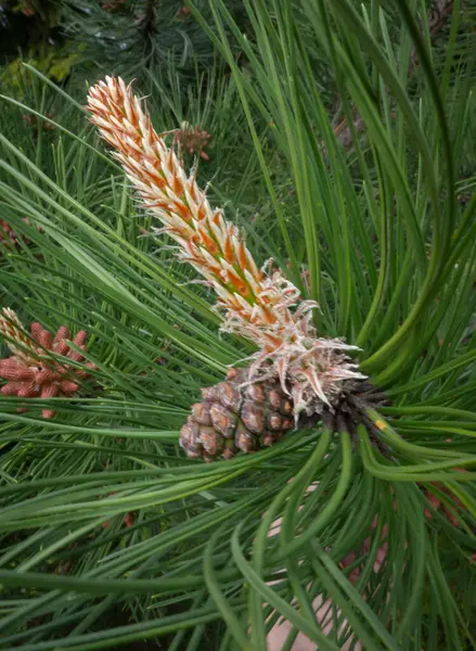 Çam kozalağı, makro çekim, yakın çekim
