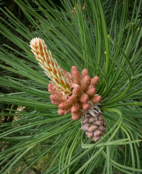 Çam kozalağı, makro çekim, yakın çekim