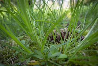 İlkbaharda kozalaklı çam dalları.