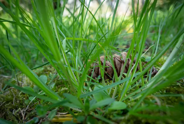 İlkbaharda kozalaklı çam dalları.