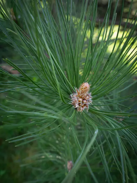 İlkbaharda kozalaklı çam dalları.