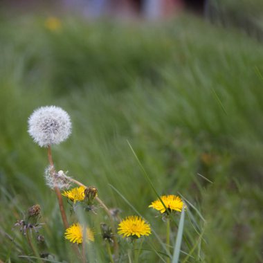 Bir karahindibanın karmaşık bir yakın çekimi, kırılganlığı ve tazeliği açık bir çayırda kır çiçeğine karşı duruyor..