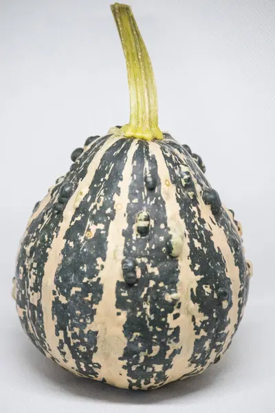 Cucurbita 'nın canlı bir portakal kabağı bir masanın üzerine tünemiş ve bize doğanın cömertliğini hatırlatan herhangi bir iç mekâna sıcaklık ve enerji katar.