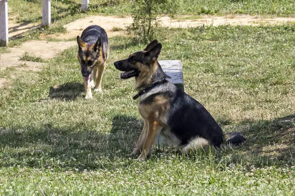 İki sevimli çoban köpeği, yemyeşil bir tarlada oynaşıyor, keyifleri ve dostlukları, mutlu bir doğa deneyimi yaratıyor.
